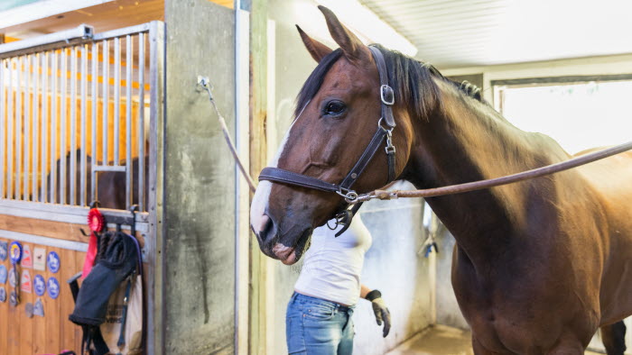 Företagare borstar häst i stallgång 