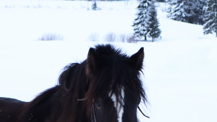 Hästar i vinterlandskap i Skellefteå-trakten, Västerbotten