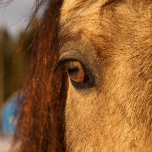 Häst på stall i Brönet, Skellefteå, Västerbotten