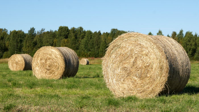 Rullade gräsbalar på gält som ännu inte plastats in, i norrländskt landskap (Västerbotten)