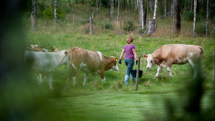 SJUHÄRAD  200908xx  Martin Larsson Sjuhärad