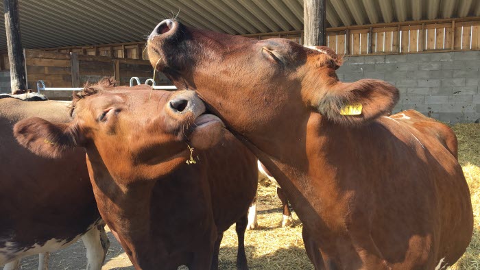 Kor slickar på varandra