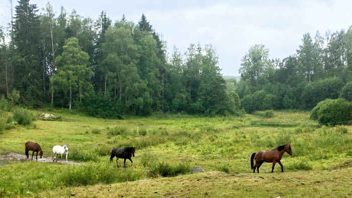 Fyra hästar kommer ösande genom hagen
