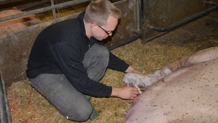 En sugga höll precis på att grisa under besöket, Hans-Ola hjälper nykomlingen till juvret. Foto: Lotta Bäckberg