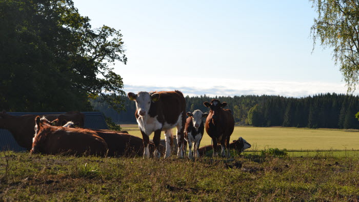 Kor i hage på Berga Naturbruksgymnasium