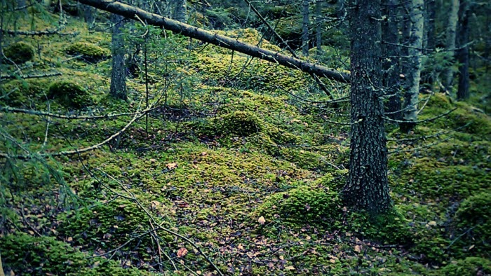 Skogen2