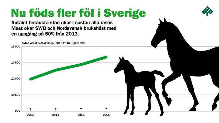 Vändning för svensk hästuppfödning