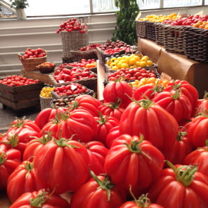 Tomatträff i gamla orangeriet, Bergianska Trädgården