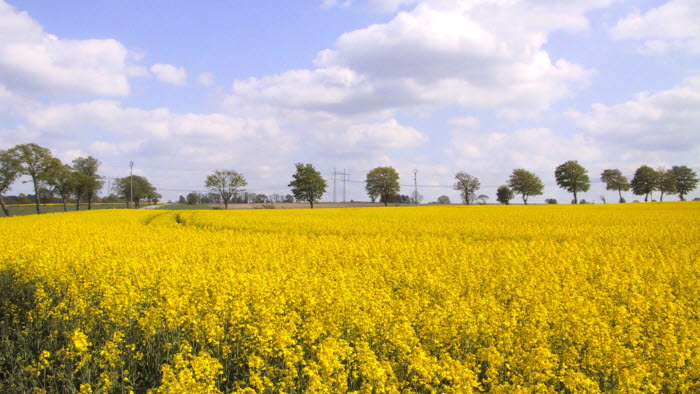 Lantbrukarnas Riksförbund