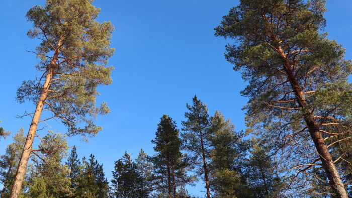 skog i Västerbotten