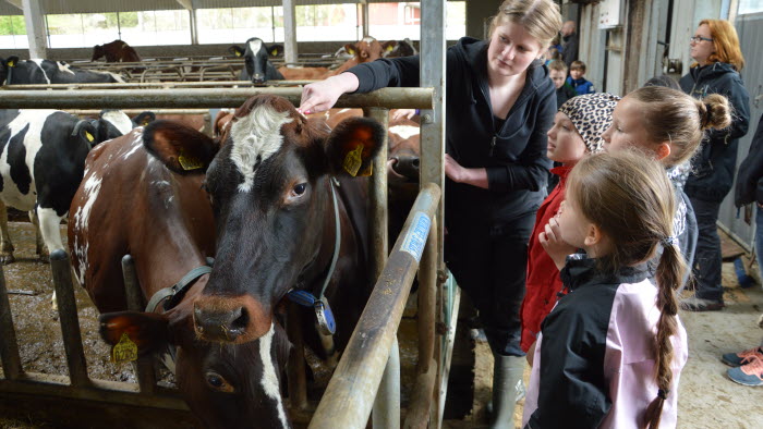 Skolelever besöker Västbo mjölkgård i Njurunda, Västernorrland
