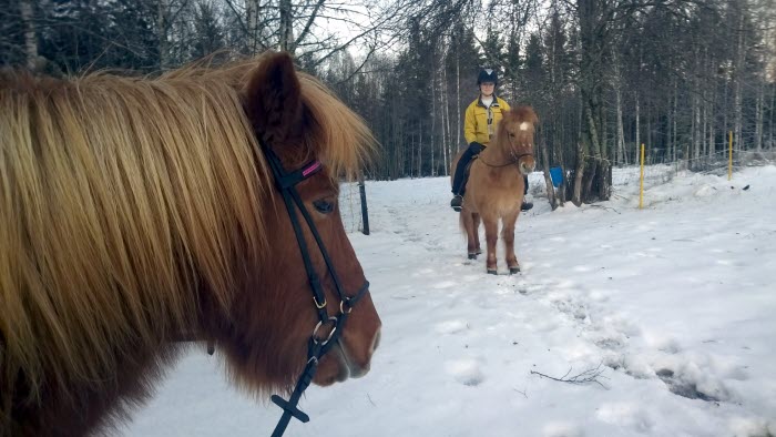 Hästar i vinterlandskap