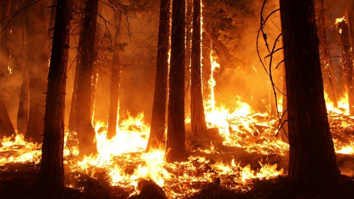 Skogsbrand, eld, skog, natur