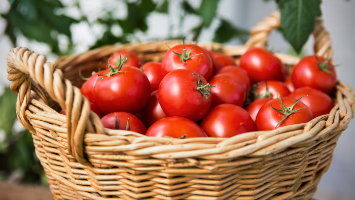 Bild från tomatträffen 2015-05-07 i Bergianska Trädgården 