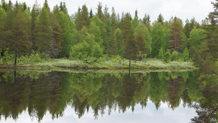 skog vid vatten i Norrbotten