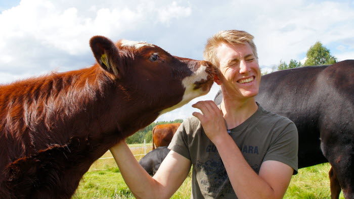 Andreas Bergmark får puss av kalv