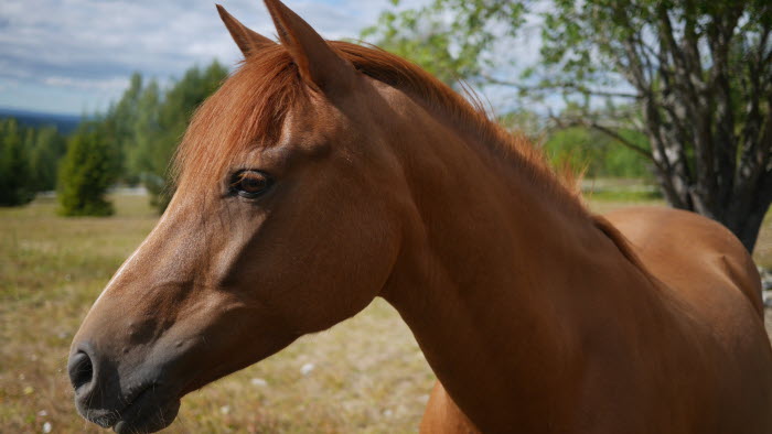 häst