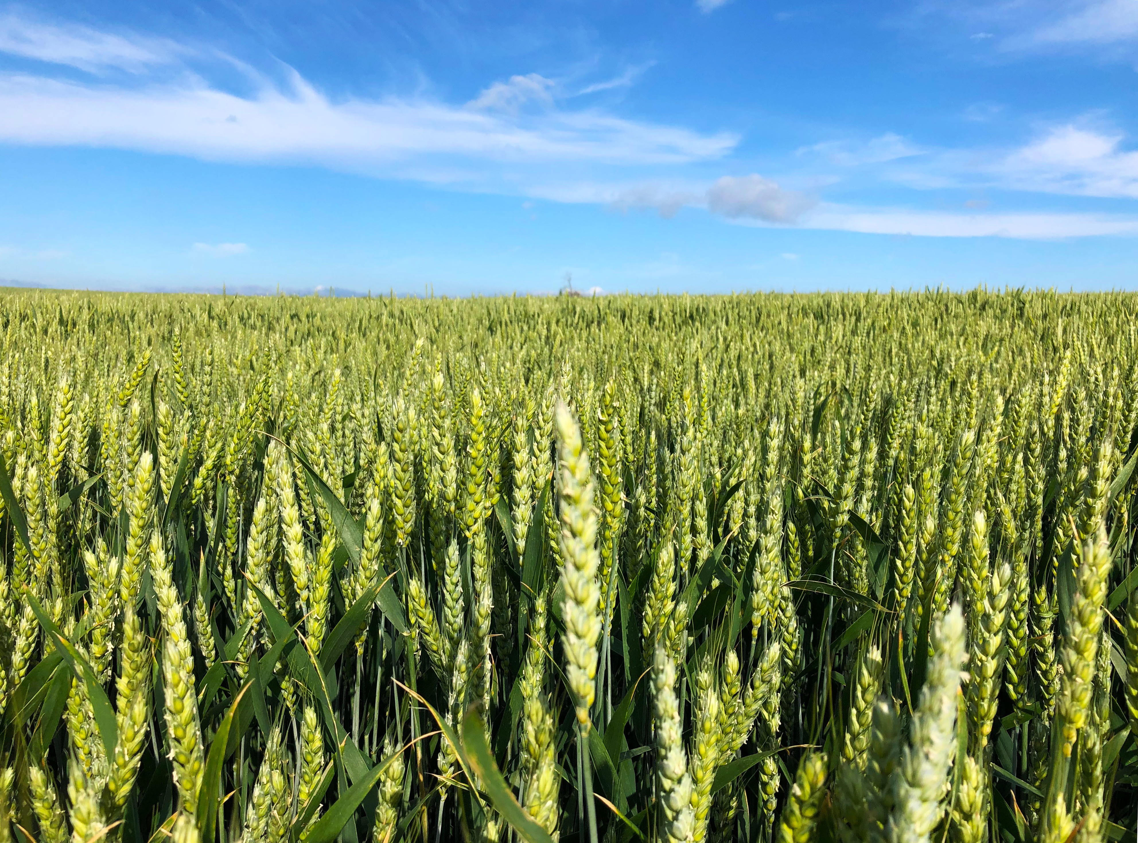 Vetefält på Östgötaslätten