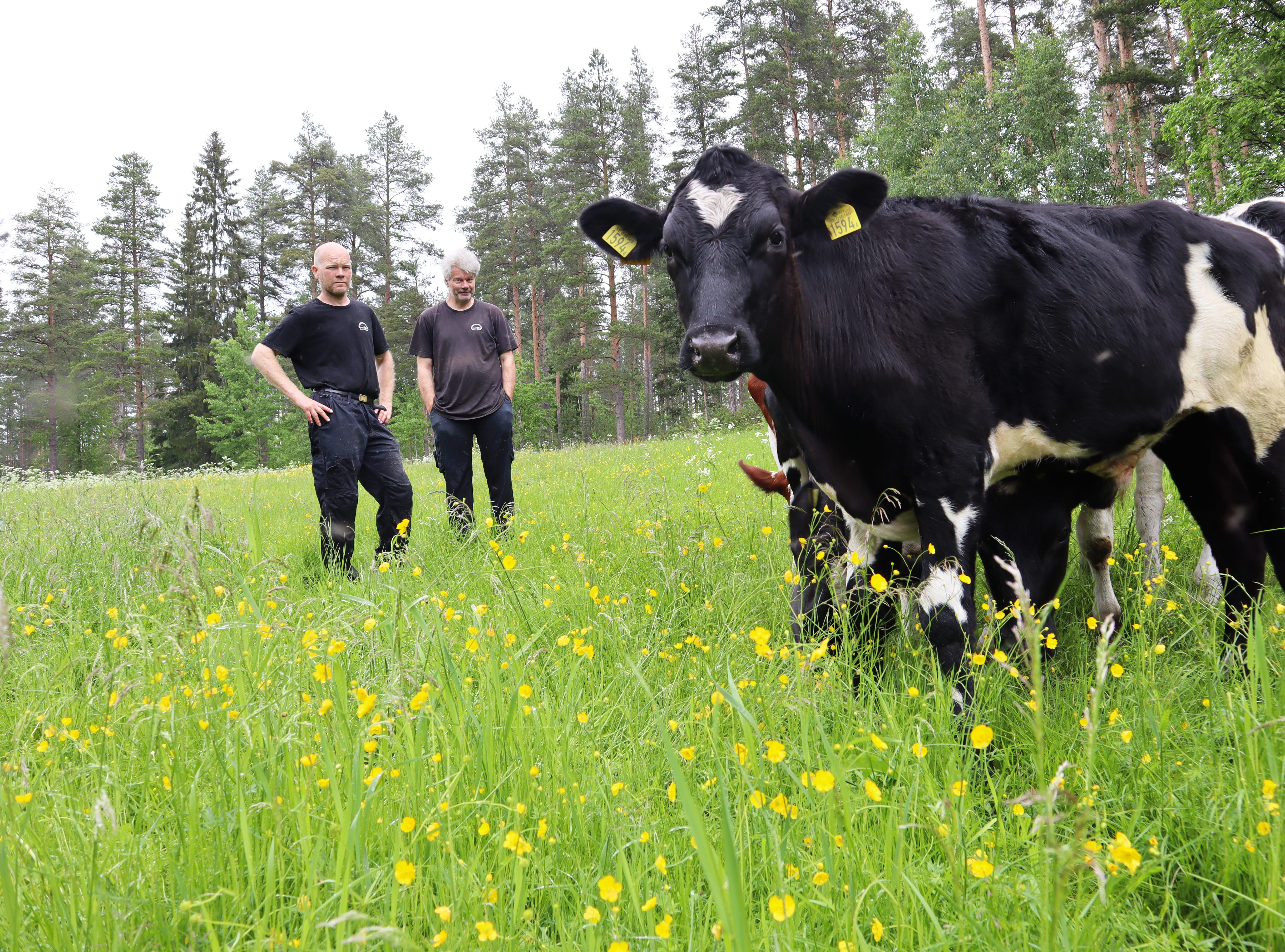 Renbergsvattnets Lantbruk årets nötköttsföretag i Västerbotten 2021