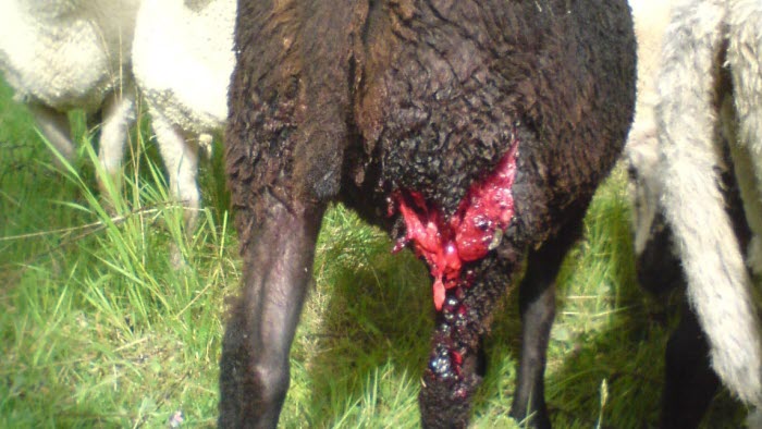 Lamm attackerats av varg