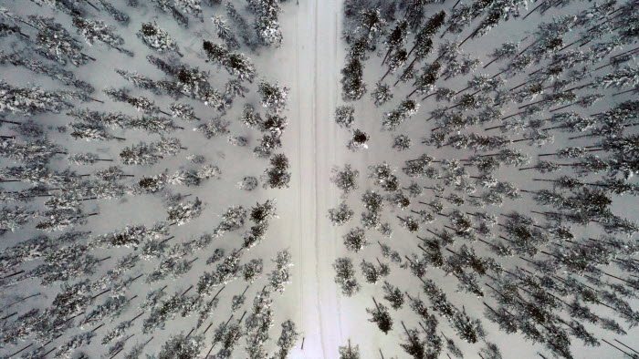 skog i vinterskrud i Fällfors, Västerbotten