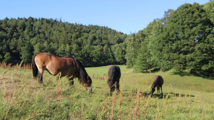 Gusseröd hästar hage utomhus 