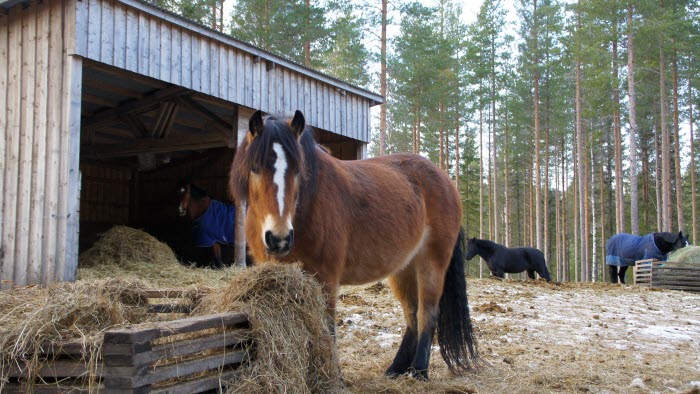 Häst på stall i Brönet, Skellefteå, Västerbotten
