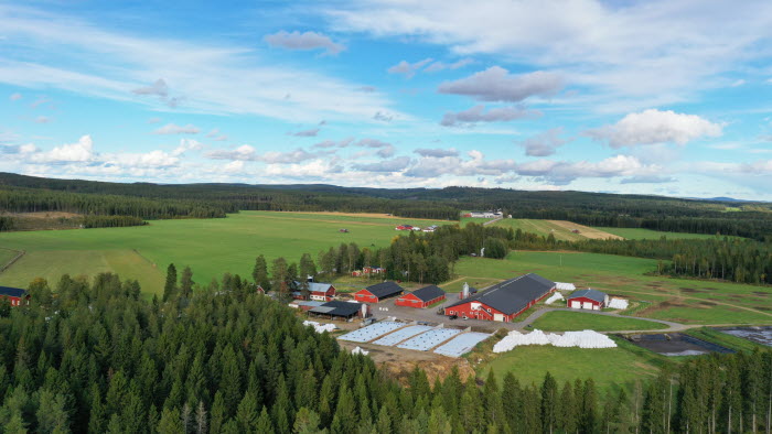 Ko-Olles lantbruk i Tvårålund, Västerbotten