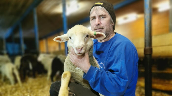 Johan Wegebro, Forsbacka lamm, Vännäs