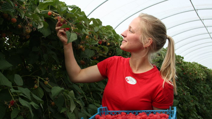 Kvinnliga trädgårdsföretagaren Anna Biärsjö på Hallongården 