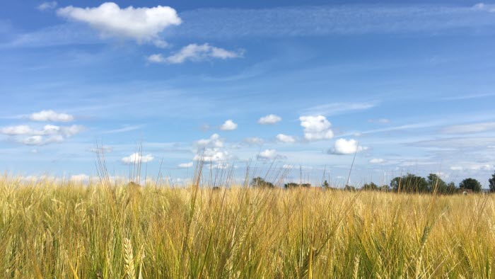 Sädesfält och blå himmel i Östergötland